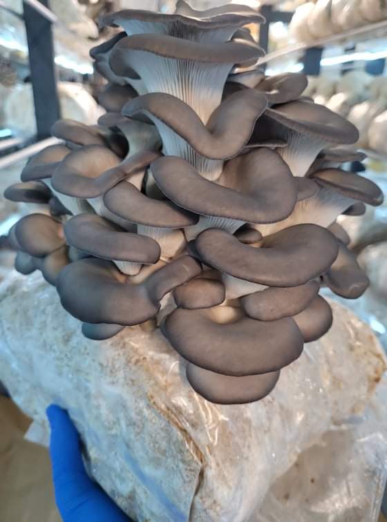King Blue Oyster