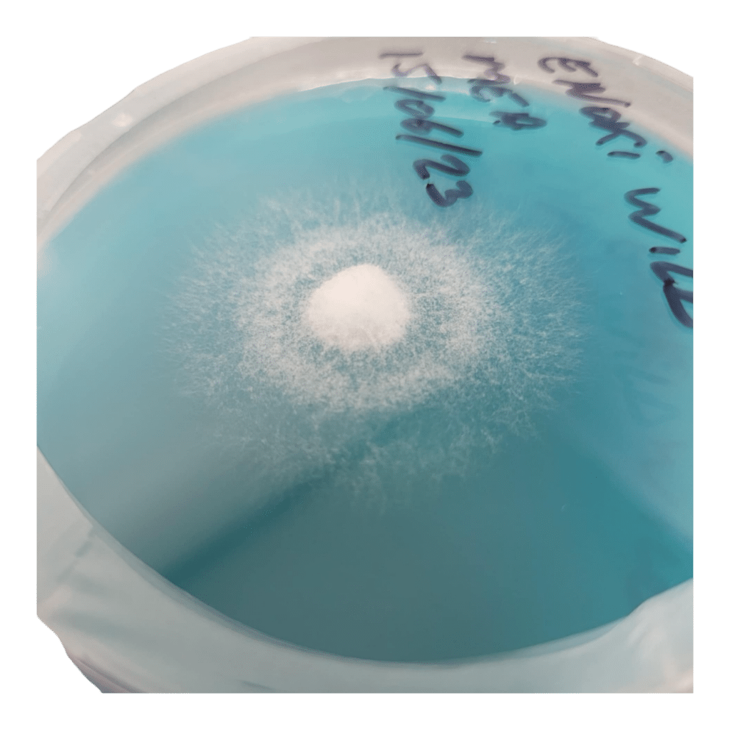 Agar Plate