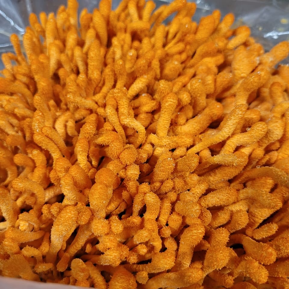 Smithereens-Mushroom-5