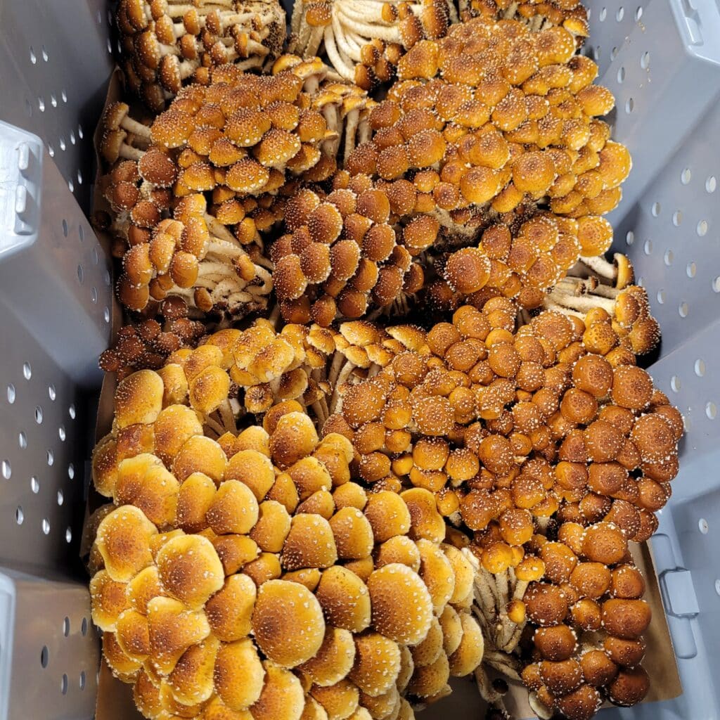 Chestnut-mushrooms-pholiota-adipose-risotto-base