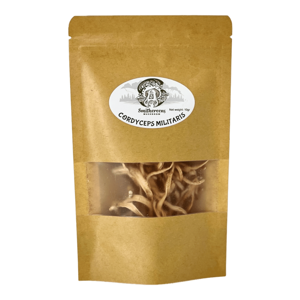 cordyceps militaris