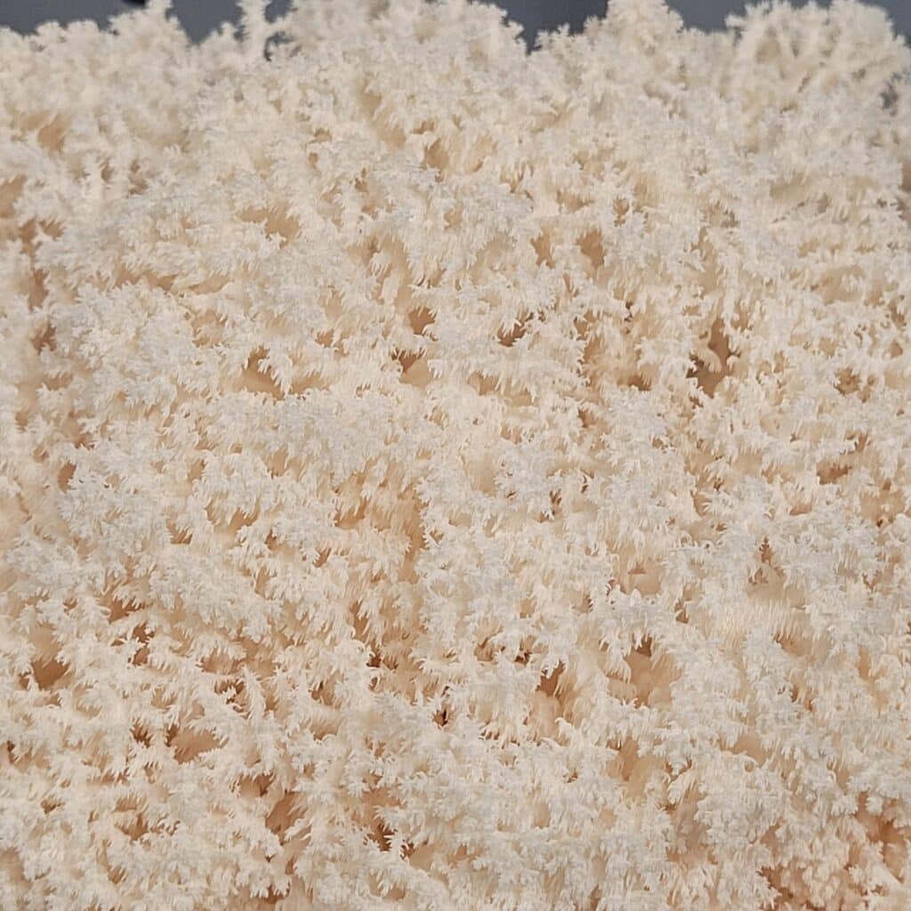 Fresh-Hericium-mushroom-smithereens