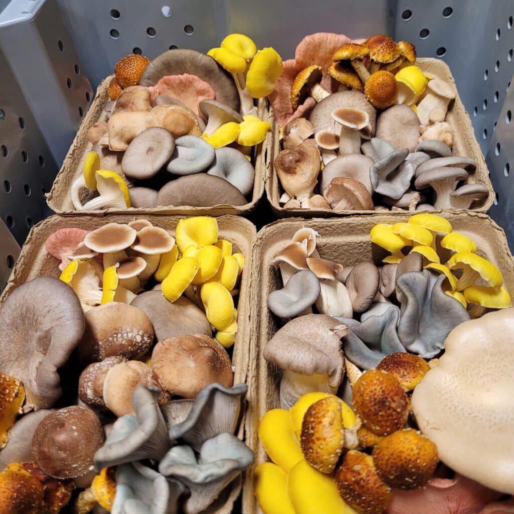 Mix-mushrooms-basket-smithereens