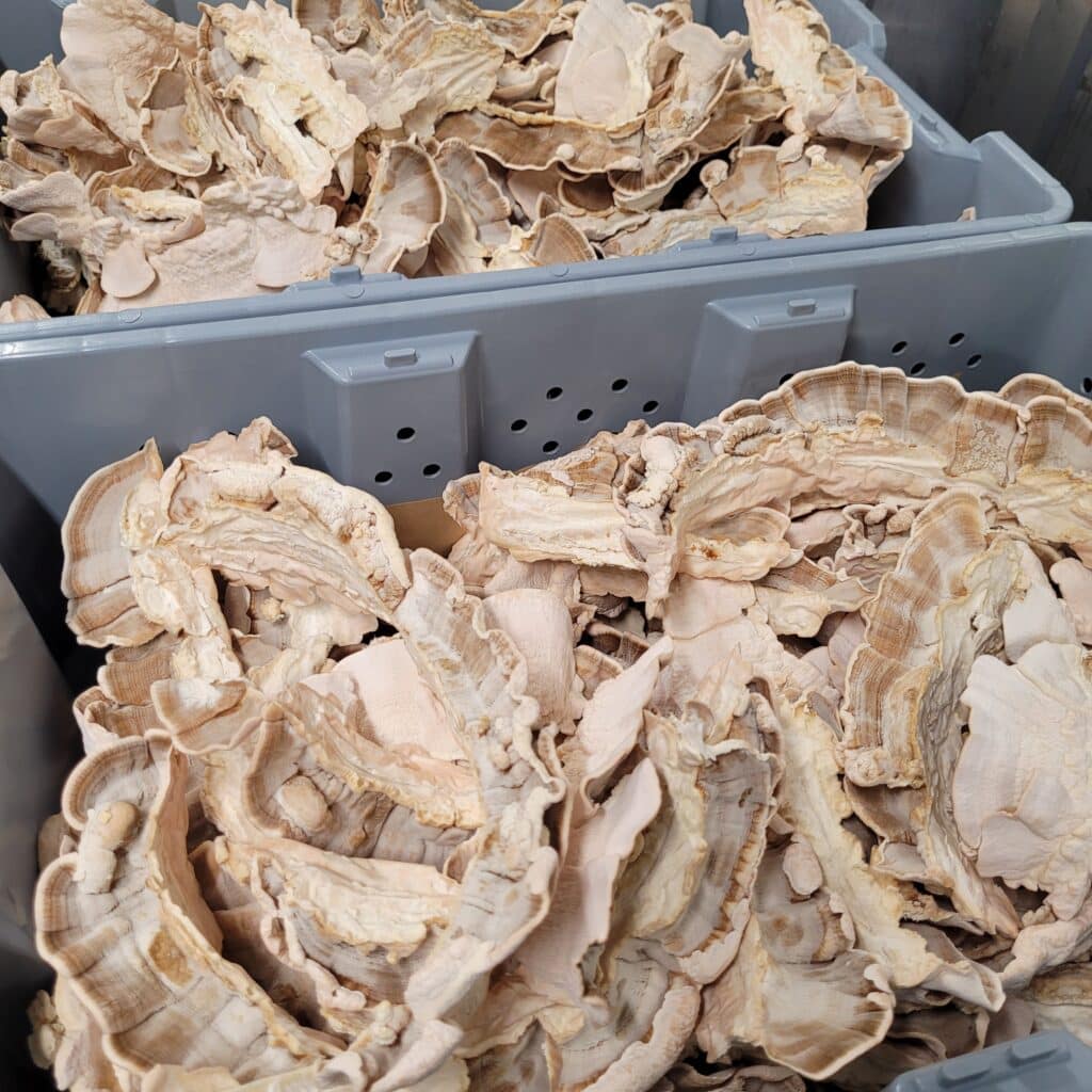 Turkey-tail-mushrooms-indoor-grown-Canadian